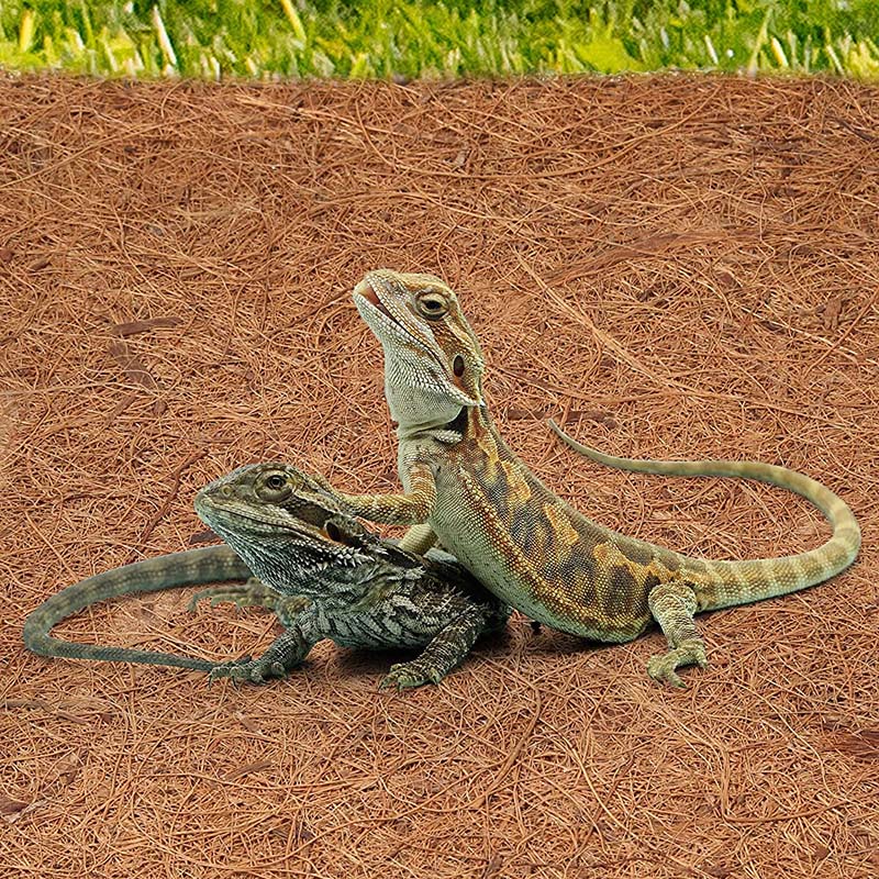 AB33-Natural Coconut Fiber Mat - Substrate Coconut Fiber ulasan dan harga